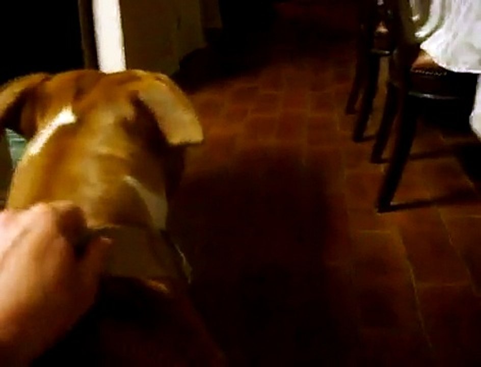 Pitbull Screaming