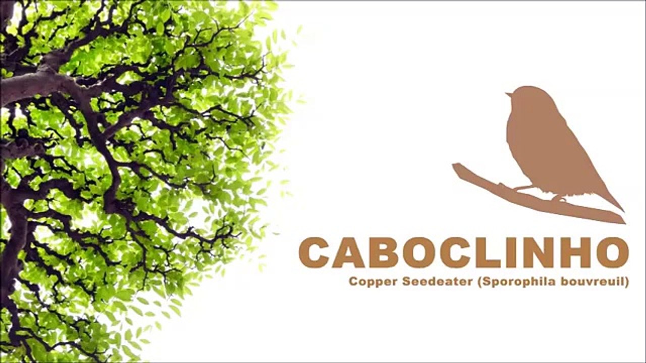 CANTO DO CABOCLINHO - DO RÉ MI - (ÁUDIO) - Copper Seedeater