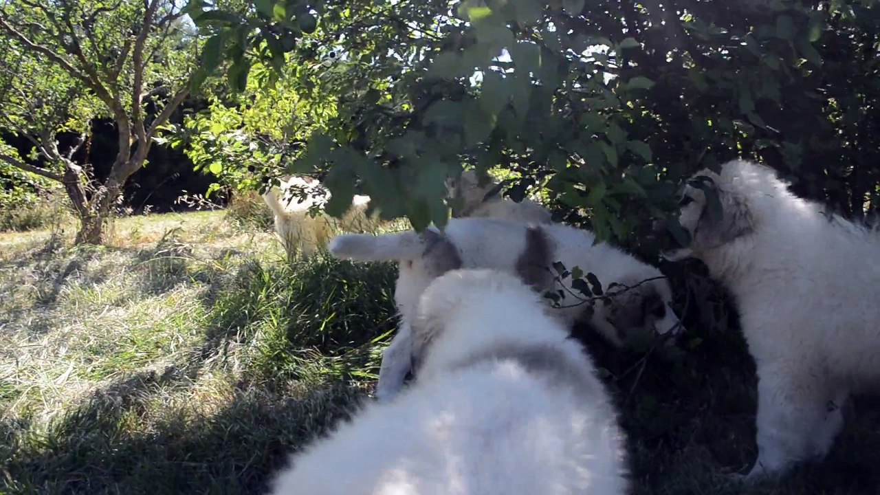 Authentiques Chiots Montagne des Pyrénées ou Patou disponibles à la Plaine d'Astrée, issu de Multi-Champion de Beauté.