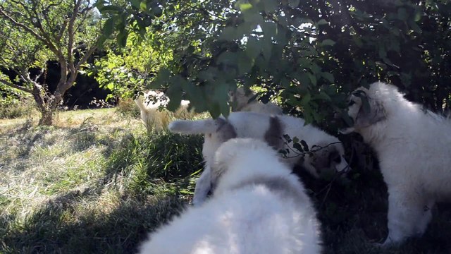 Authentiques Chiots Montagne des Pyrénées ou Patou disponibles à la Plaine d'Astrée, issu de Multi-Champion de Beauté.