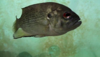 On a testé pour vous: la Maison Aquarium