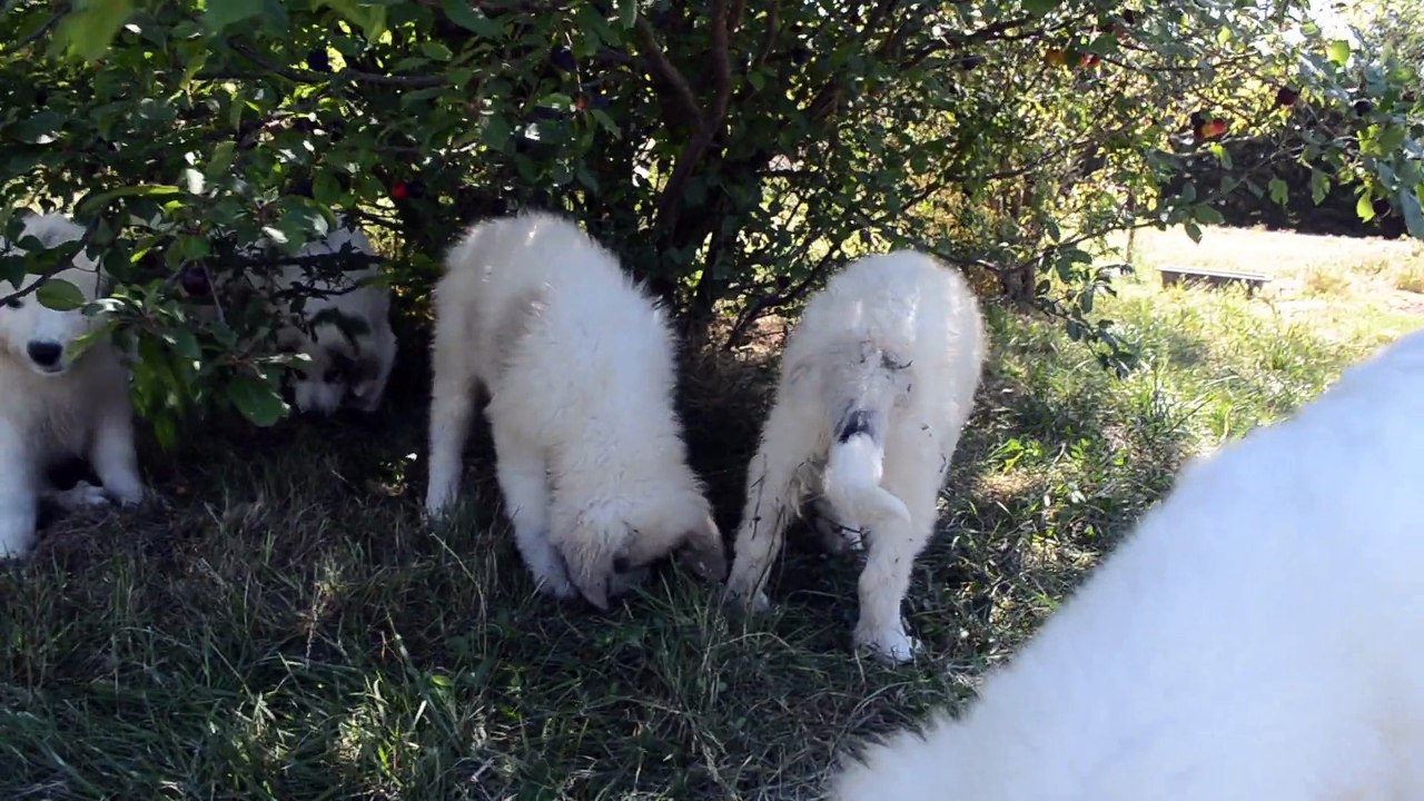 Authentiques Patou ou Montagne des Pyrénées de la Plaine d'Astrée, Chiots issus de Multi-Champion de Beauté disponibles