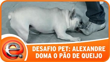 Desafio pet: Alexandre consegue domar Pão De Queijo
