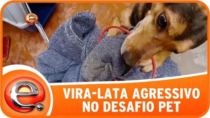 Vira-lata agressivo é o protagonista do Desafio Pet