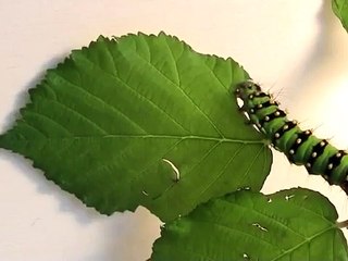 Raupe (Saturnia pavonia) am fressen - Zeitraffer
