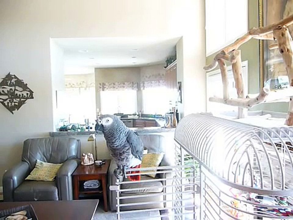 Jesse Talking African Gray Parrot #2