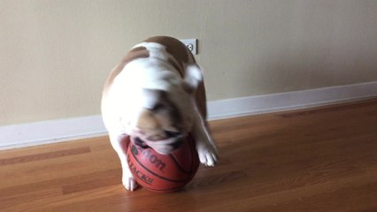 English Bulldog displays ball-handling skills
