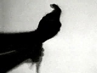 Amazing hands which makes animals shadows