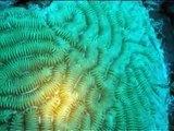 Buceando entre arrecifes coralinos