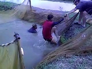 Malaysian Golden Arowana Harvesting