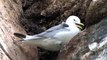 BTO Bird ID - Kittiwake and Other Small Gulls