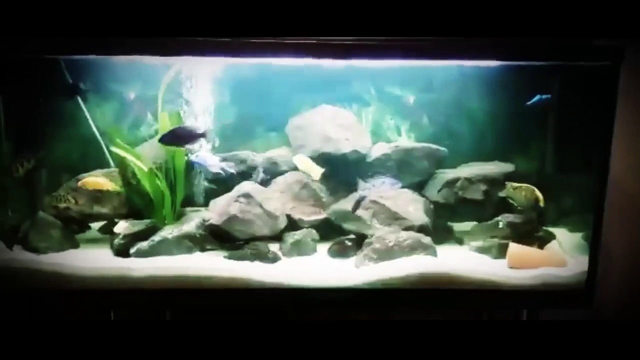 [HD] Mini Monster Fish Tanks NANO AND AFRICAN | MONSTER FISH TANKS