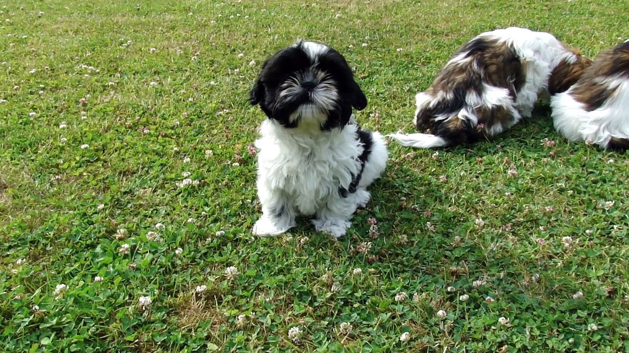 VISITE DE LA PELOUSE