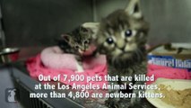 Kittens Born On The Street Looking For Homes