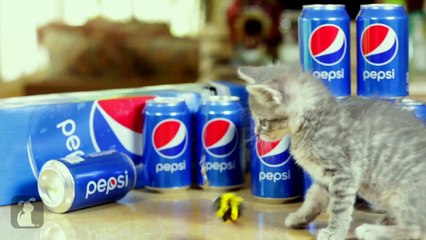 Magic Mike XXL (Cute Kitten Edition)