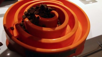 Adorable Puppies Running For Dinner Time-lapse