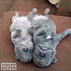 Cute Sleeping Puppies
