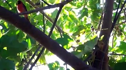 Ulaula the Northern Cardinal singing