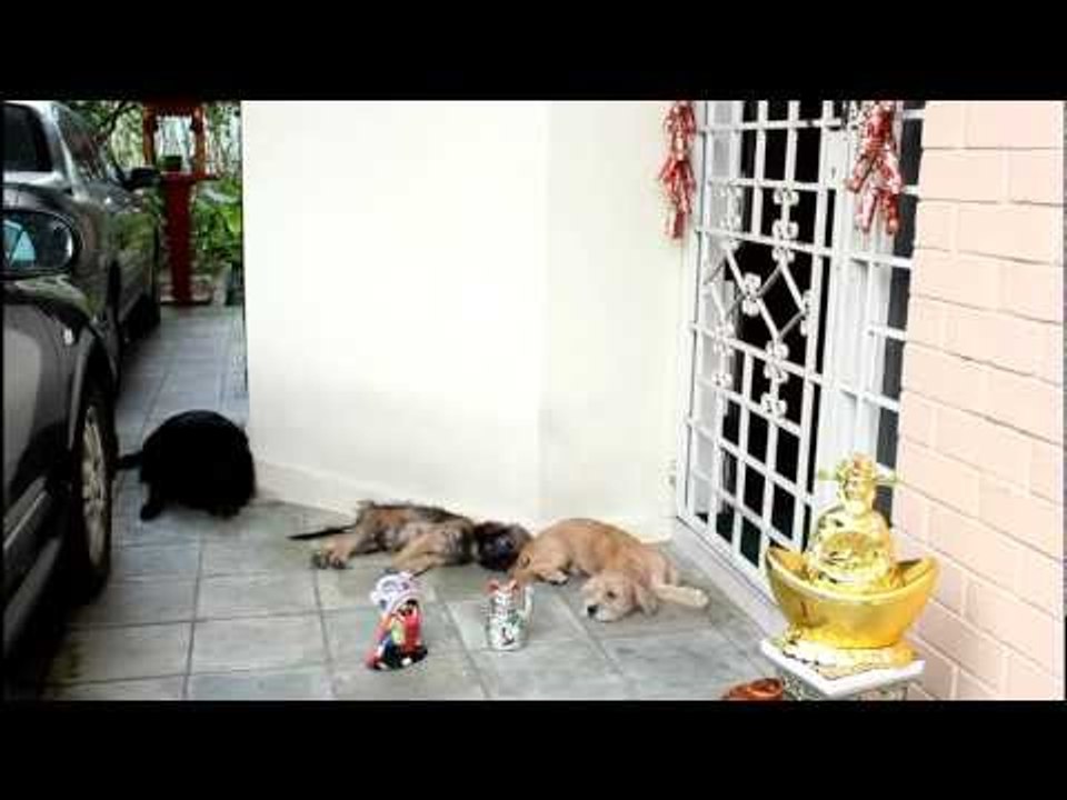 Harlem Shake - Lazy Dogs Version
