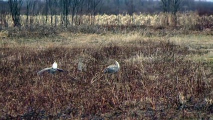 An (Early) Morning with the Sharp-Tailed Grouse