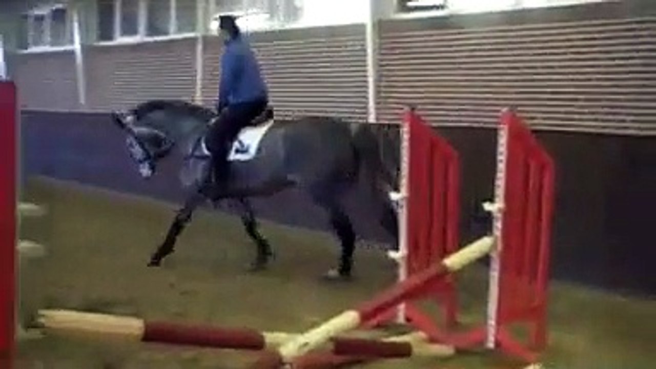 7 yo WB mare by Darco.