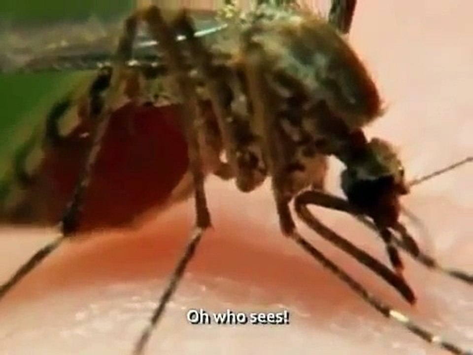 Ahmed Bukhatir - Ya Man Yara - Oh who see (English Subtitles)