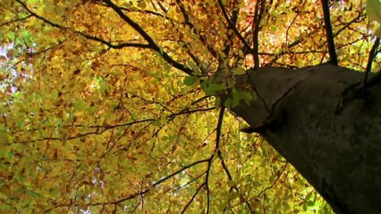 "Não Custa Nada" - Música em Família