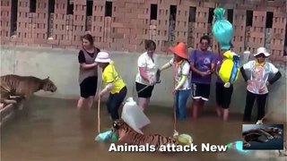 Animals Attack Human Best Of Compilation HD