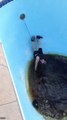Hilarious not so empry Pool Fail... Falling in dirty Water!
