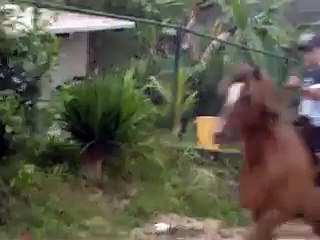 niño de 12 años corriendo su caballo..!!