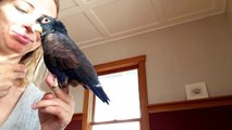 Feather the Bronze Wing Pionus Parrot loves petting and attention
