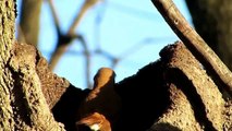 Hornero (Furnarius rufus) construyendo nido