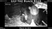 March 16, 2013 - Lily the Black Bear and her cubs - Highlights from the den