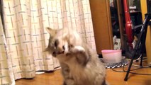 Cat vs. rubber band with funny cartoon sounds! / 輪ゴムで変顔になる猫のハル