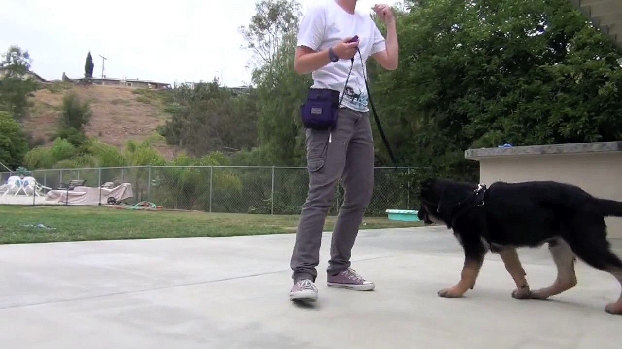How to train 'Come!' - Dog training