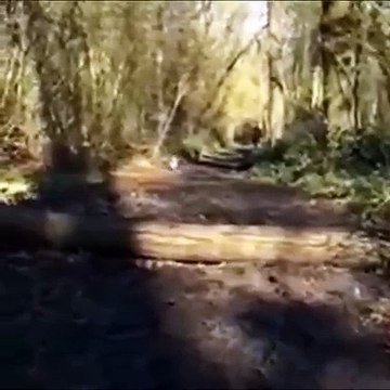 WhatsApp Trending Videos 1016