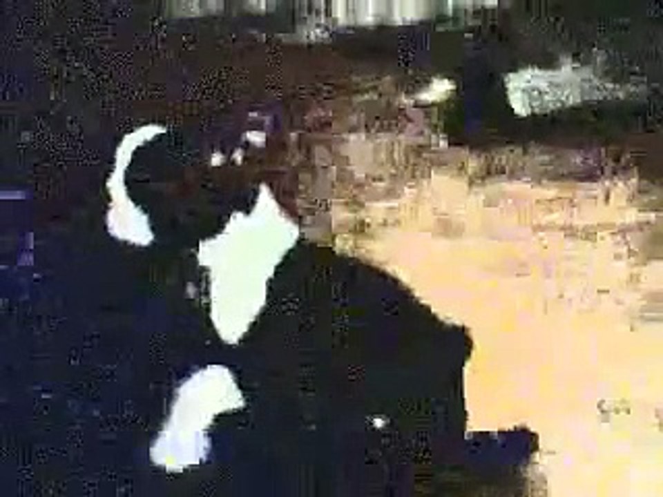 Boston Terrier Humpy Humpy