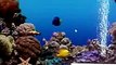 Moving Fish Aquarium as Desktop Wallpaper