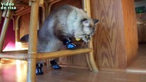 Gatos divertidos en Zapatos - Gatos con botas en Recopilación primera vez 2014