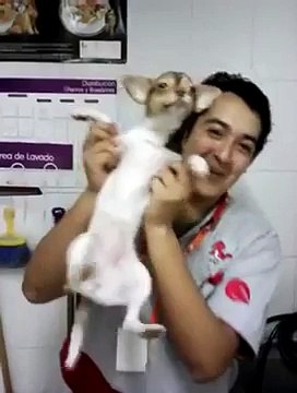 Investigan maltrato animal en tienda de mascotas