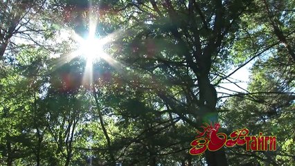 Семья амурских тигров на охоте  Tiger family hunt for the deer