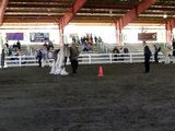 Gypsy Horse Stallions shown at Danville, IN 2010