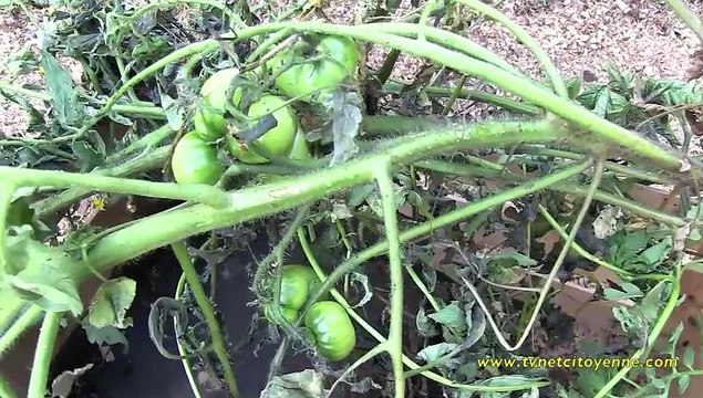 Les Jardins partagés du Covet saccagés