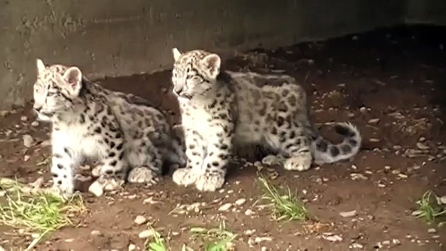 Les bébés léopards sont sortis!