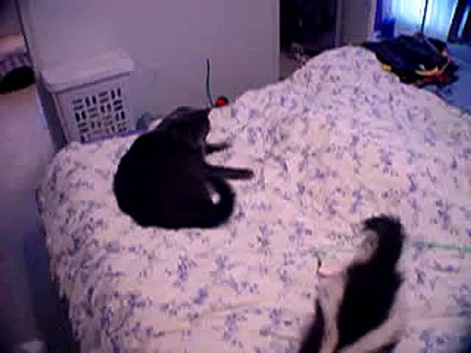 Pet Skunk & Cat play together #2