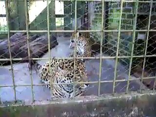 Yaguareté en la reserva "El Puma"