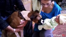 'Pets Are Excited About Meeting Babies' Compilation HD 2015