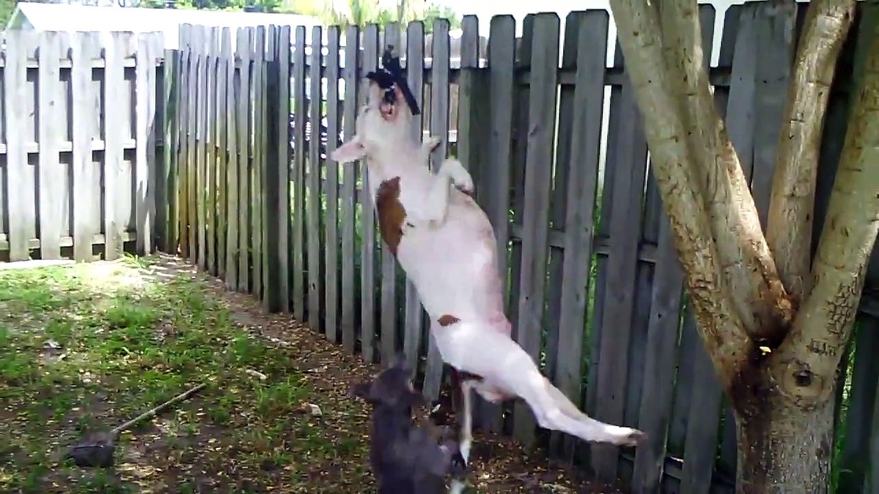 pit bull rope swing