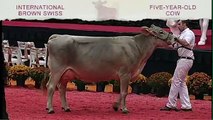 International Brown Swiss Show - Five-Year-Old Cow