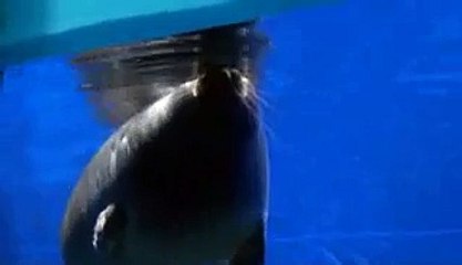 Baikal Lake Seals - at Baikal Museum